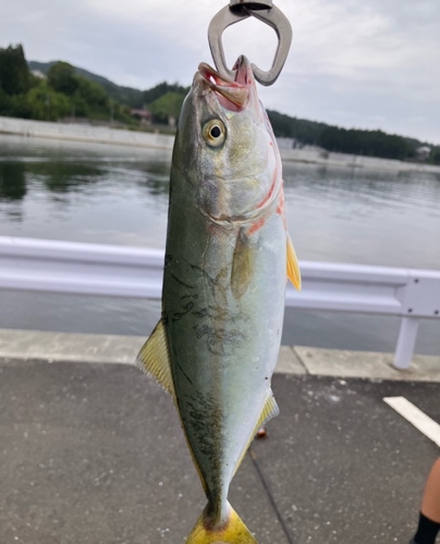 ショゴの釣果