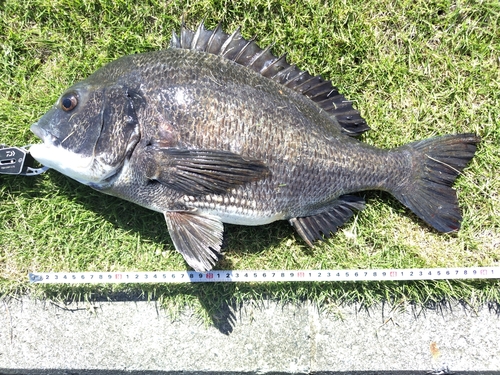 チヌの釣果