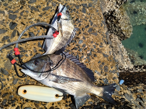 オナガグレの釣果