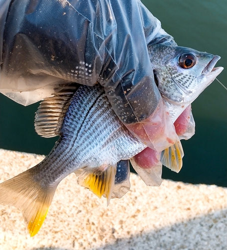 キビレの釣果