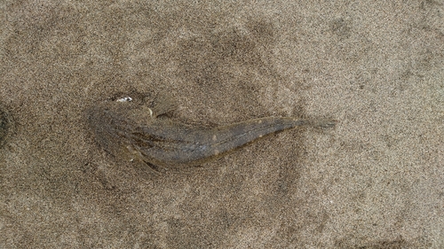 マゴチの釣果