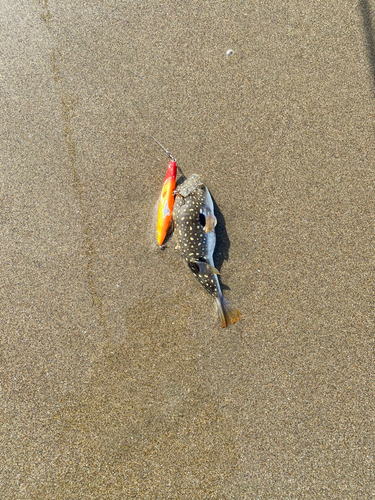 クサフグの釣果