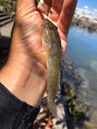 マハゼの釣果