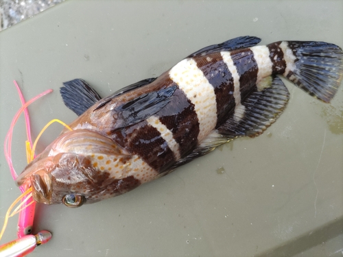 アオハタの釣果