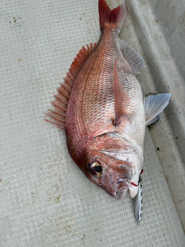 マダイの釣果