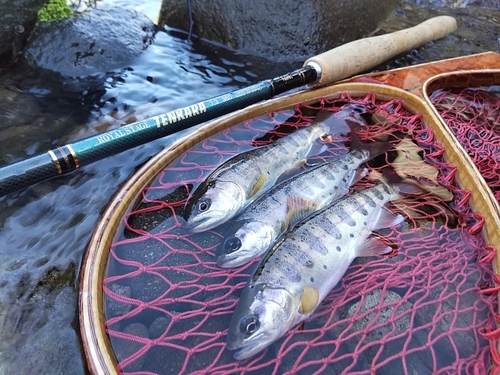 ヤマメの釣果