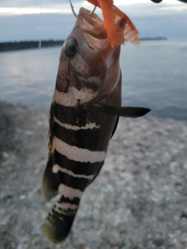 アオハタの釣果