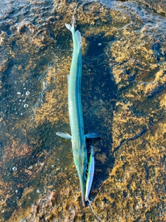 ダツの釣果