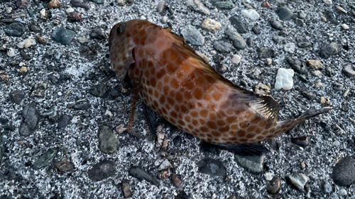 オオモンハタの釣果