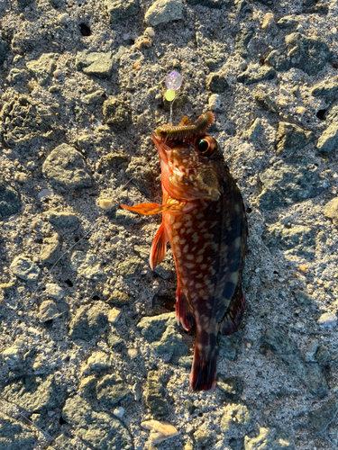 ガシラの釣果