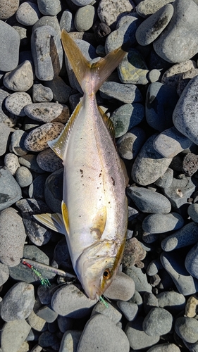 ショゴの釣果