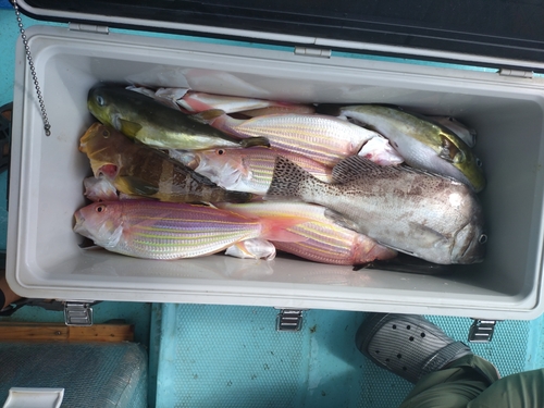 コショウダイの釣果