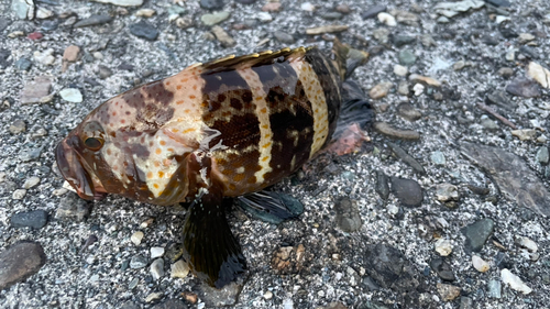 アオハタの釣果