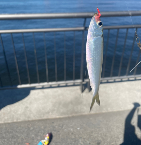 サッパの釣果