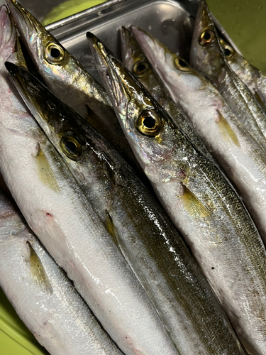 カマスの釣果