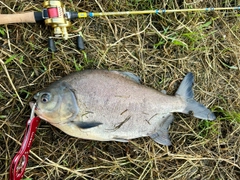 パクーの釣果