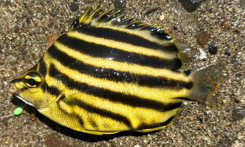 カゴカキダイの釣果