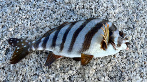 タカノハダイの釣果