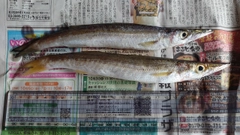 カマスの釣果