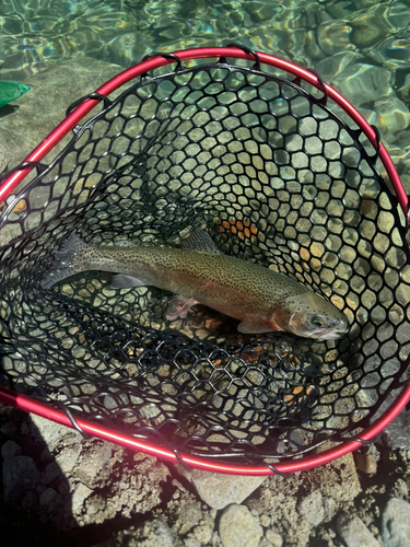 ニジマスの釣果