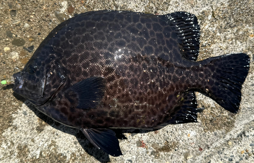 イシガキダイの釣果