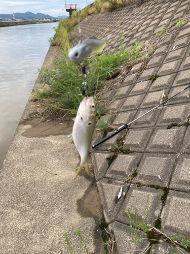 コノシロの釣果