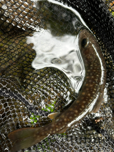 イワナの釣果