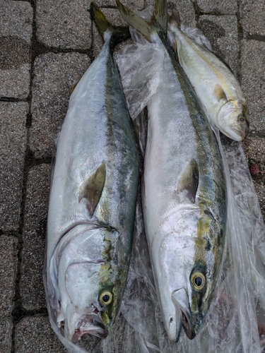 カンパチの釣果