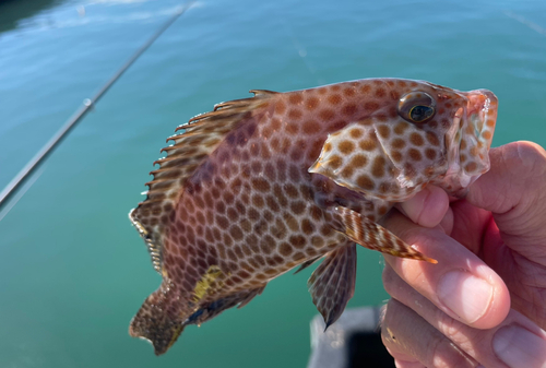 オオモンハタの釣果