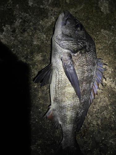 クロダイの釣果