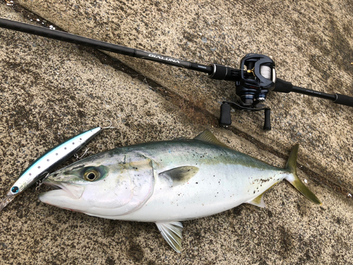 イナダの釣果