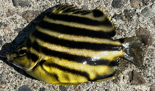 カゴカキダイの釣果