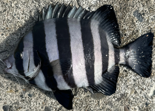 イシダイの釣果