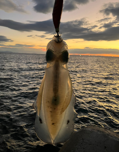 アオリイカの釣果