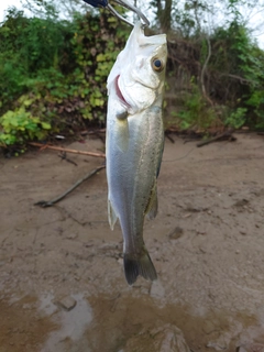 スズキの釣果