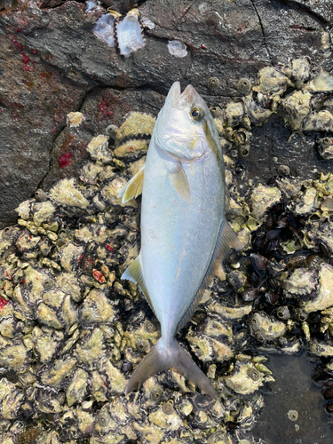 カンパチの釣果