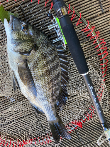 チヌの釣果