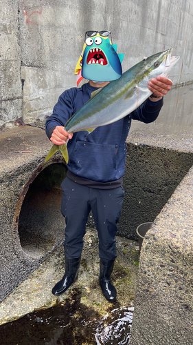 ブリの釣果