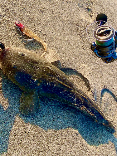 マゴチの釣果