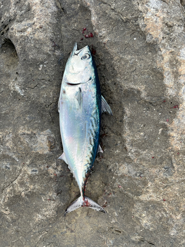 カツオの釣果