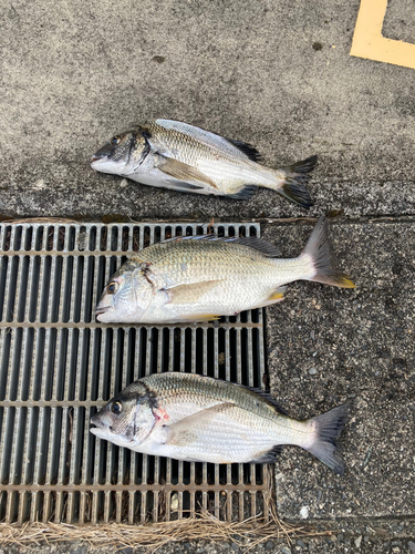 クロダイの釣果