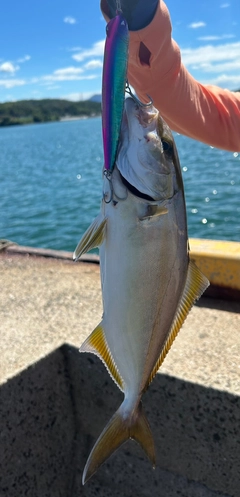 ネリゴの釣果