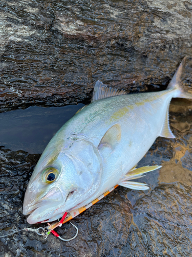 ショゴの釣果