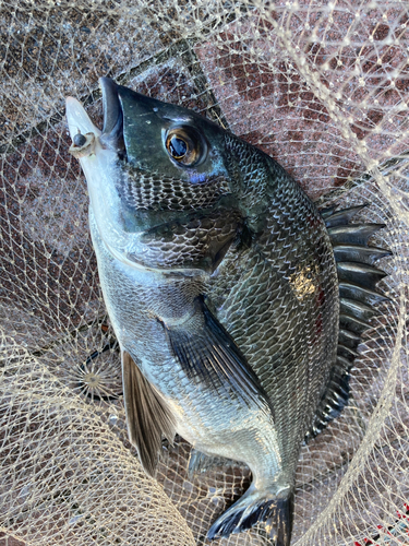 チヌの釣果