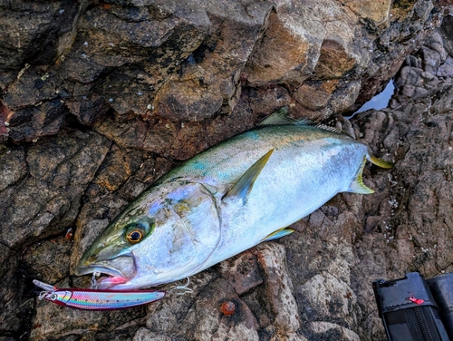 ヒラマサの釣果