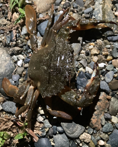 イシガニの釣果