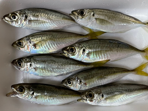 アジの釣果