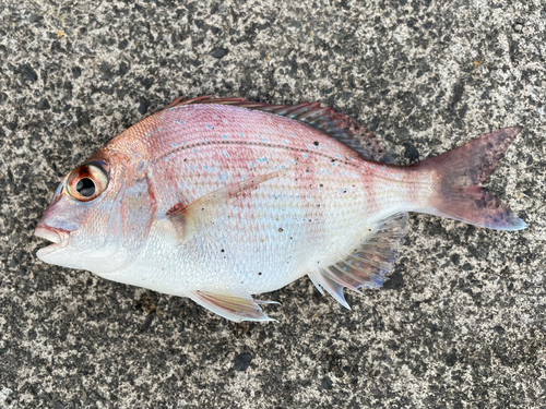 チャリコの釣果