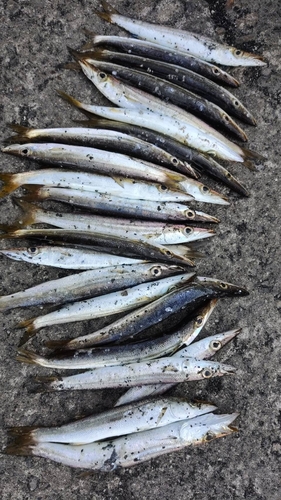 カマスの釣果