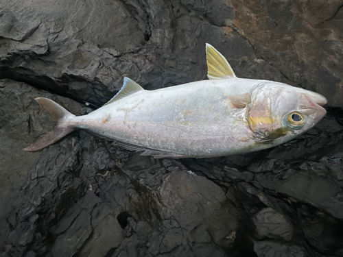 カンパチの釣果